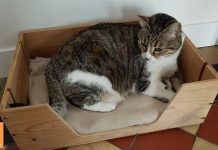 niche pour chat avec une caisse en bois