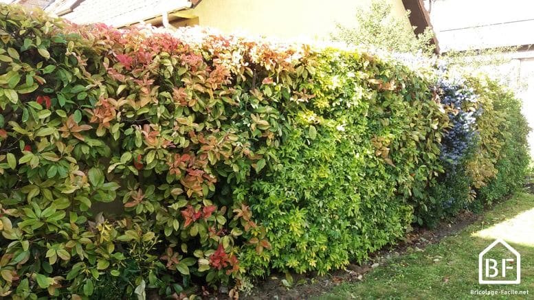 Photinia : le planter et l'entretenir - Jardinage Facile