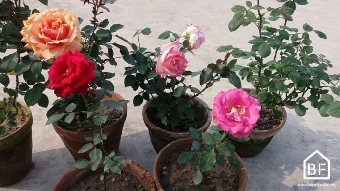 Plantation d'un rosier