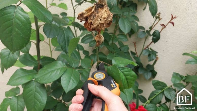 Comment tailler les épinards ?